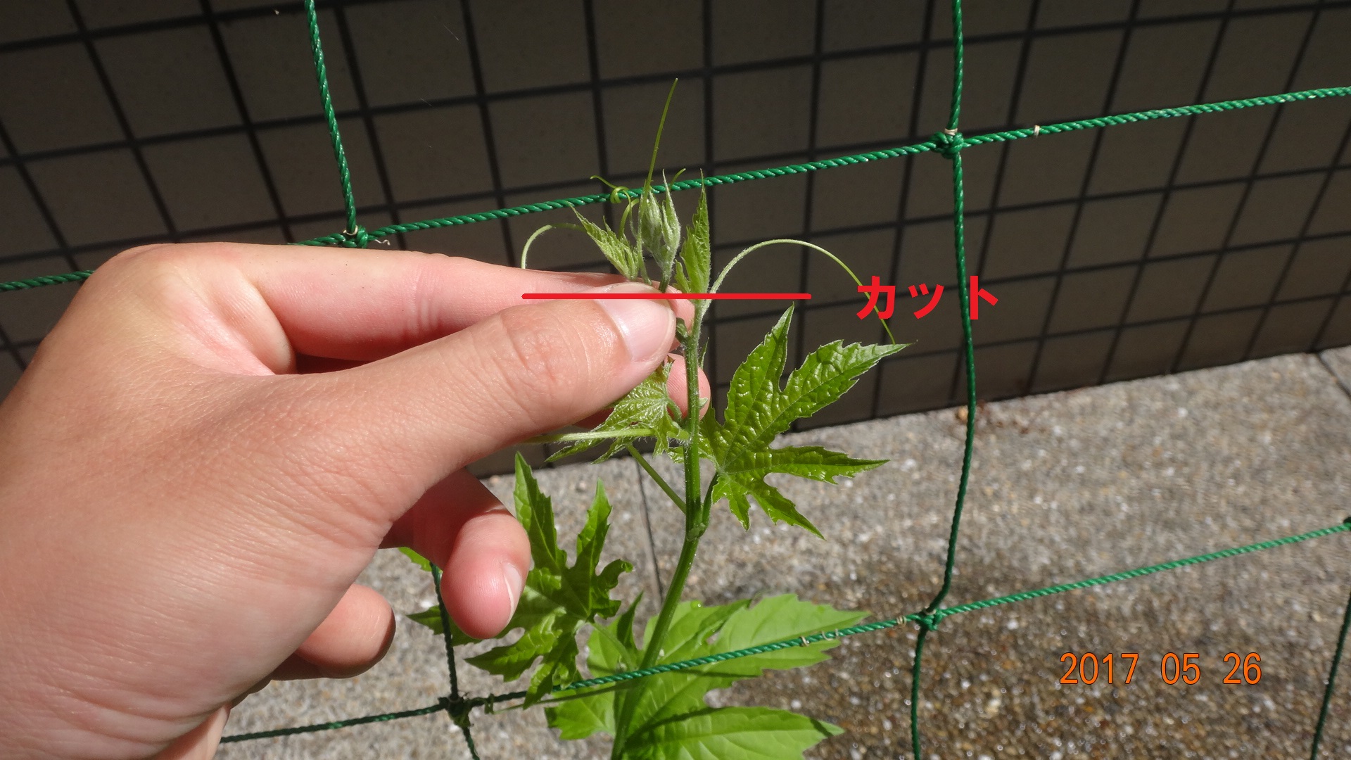 摘心方法