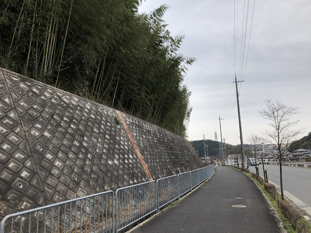 整備された竹林