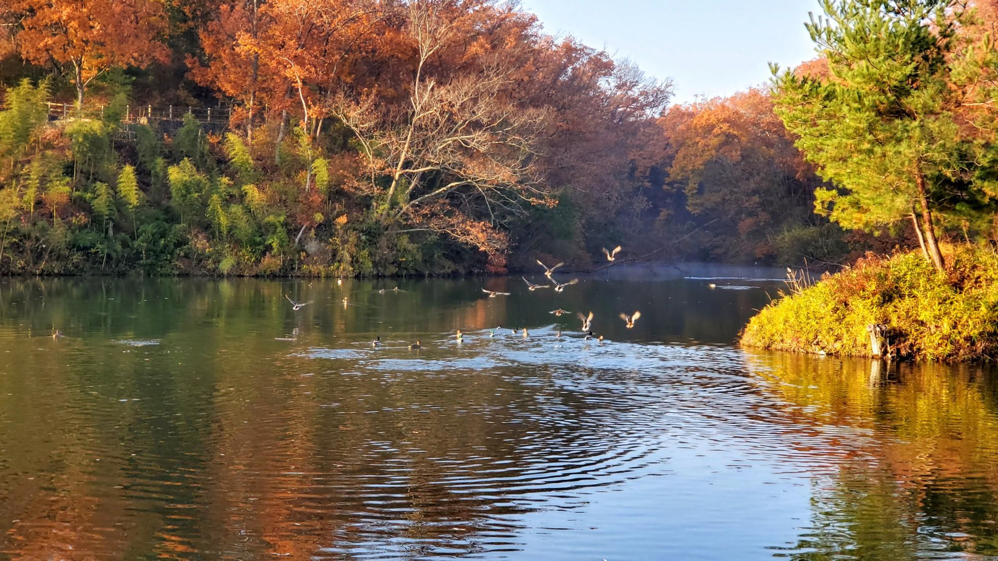 けいはんな記念公園の冬の野鳥の写真