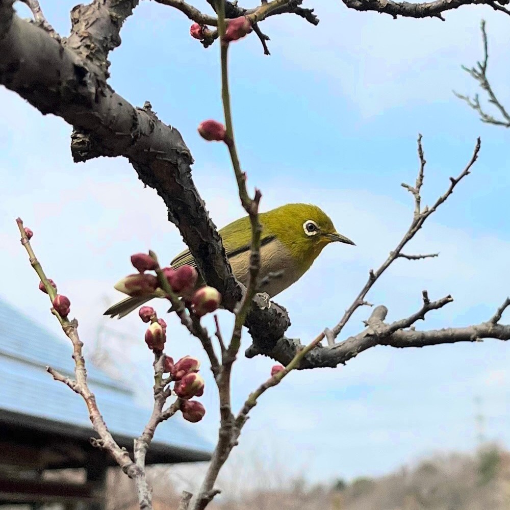 けいはんな記念公園の梅と鶯