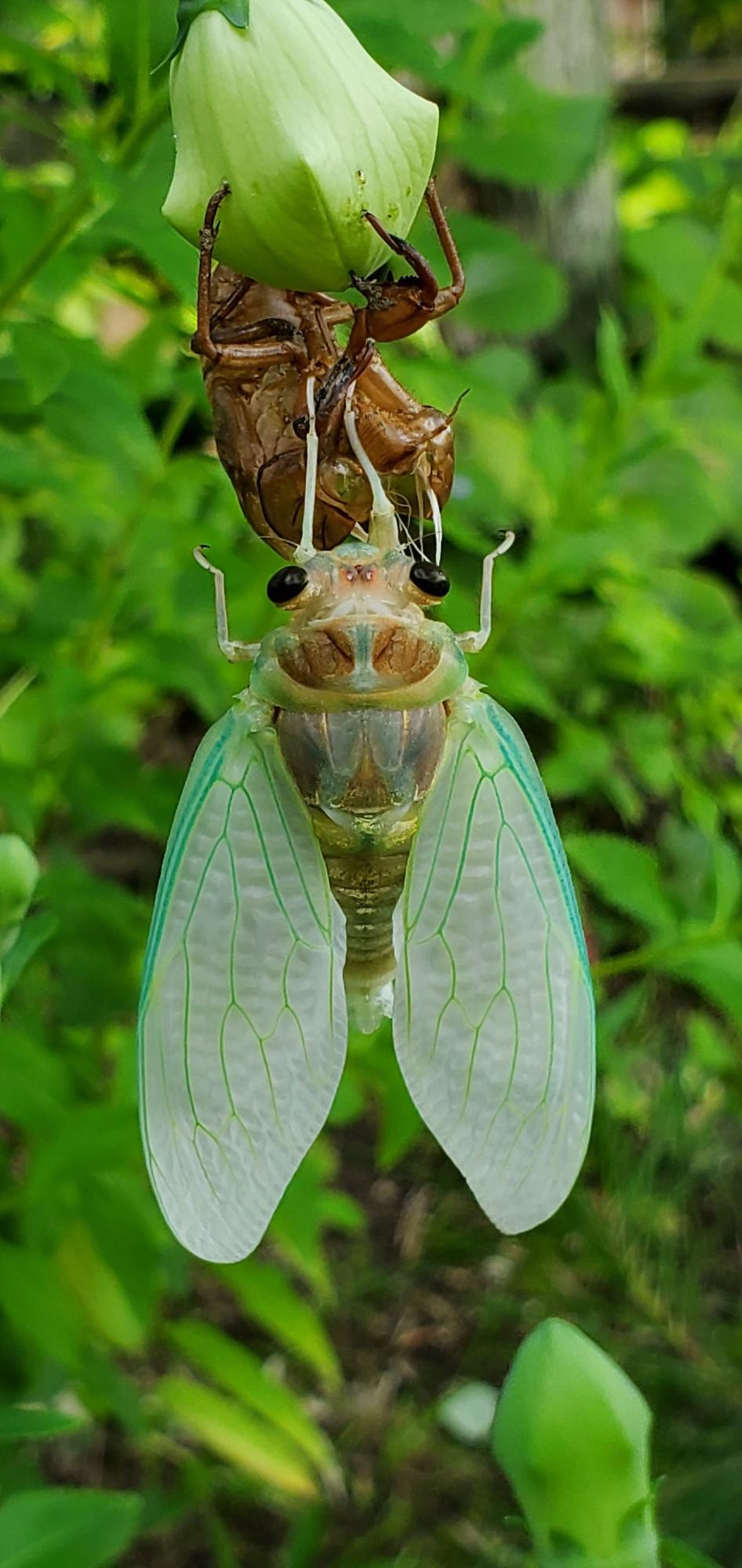 セミの羽化の様子の画像