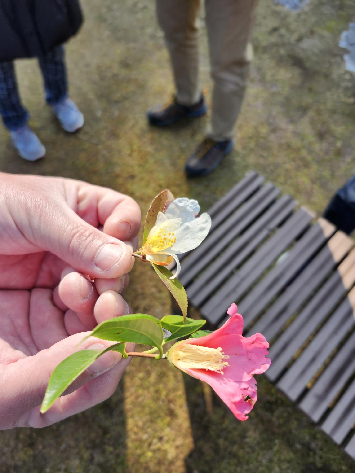 水景園の植物ガイド