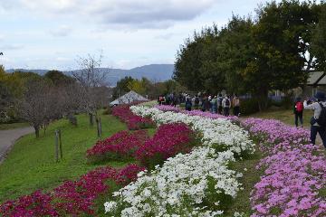 花畑を見ながらウォーキング