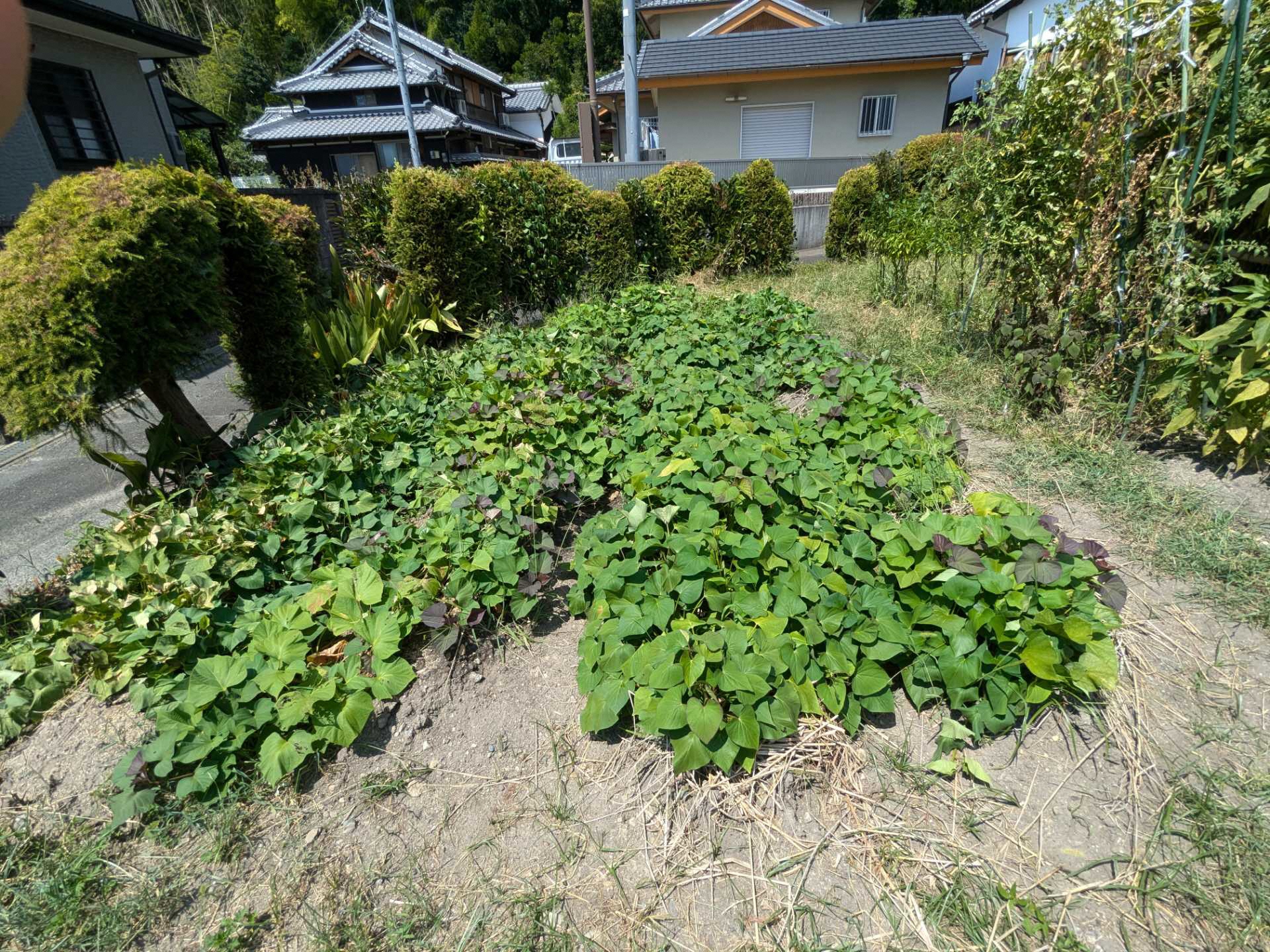 8月14日写真