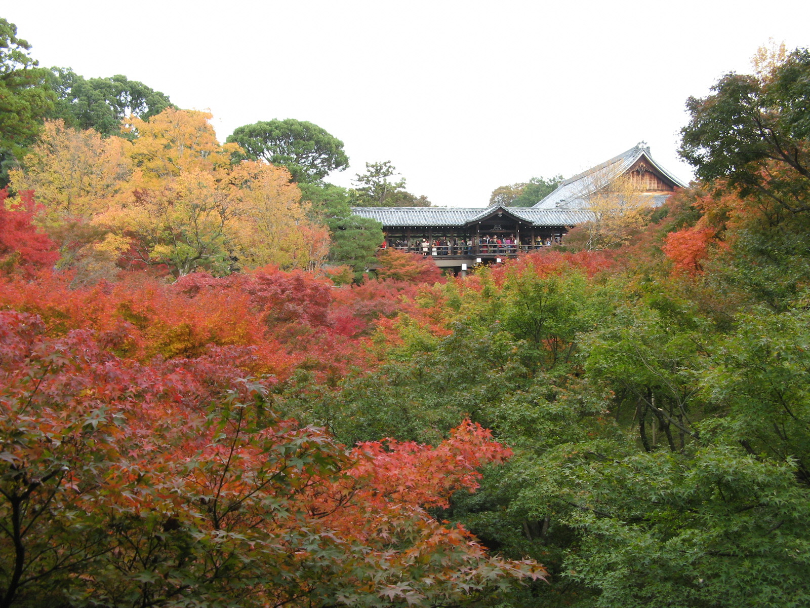 東福寺の紅葉