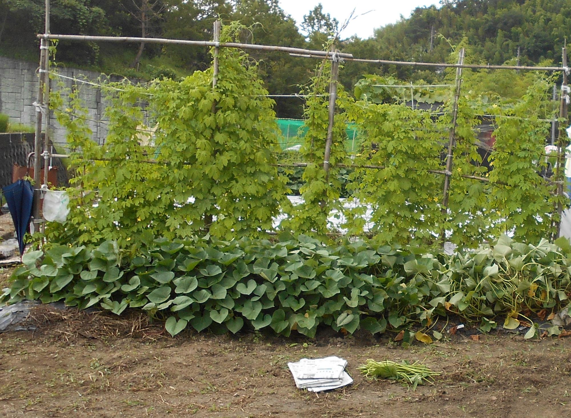 精華町生ごみ減量堆肥化推進協議会