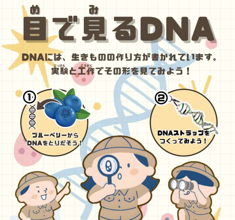 1月17日  目で見るDNA