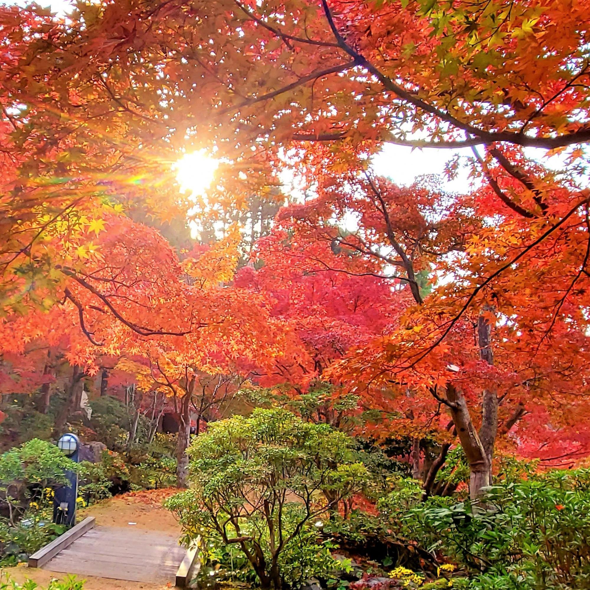 【11月3日】文化の日・水景園無料開放