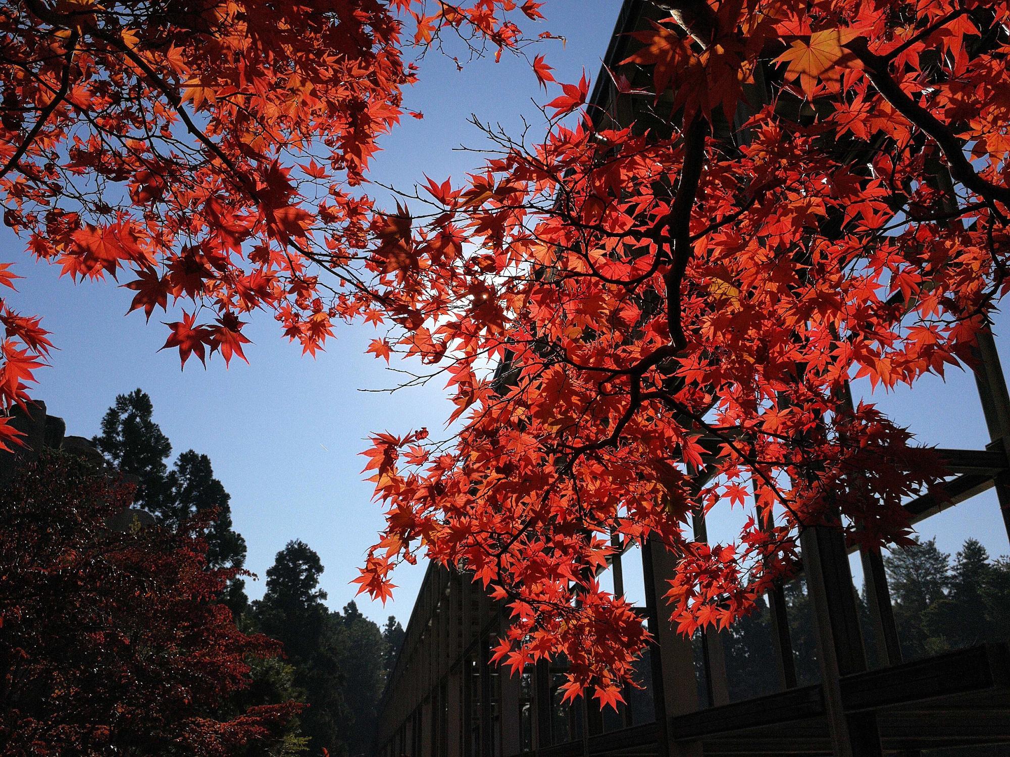 紅葉の画像