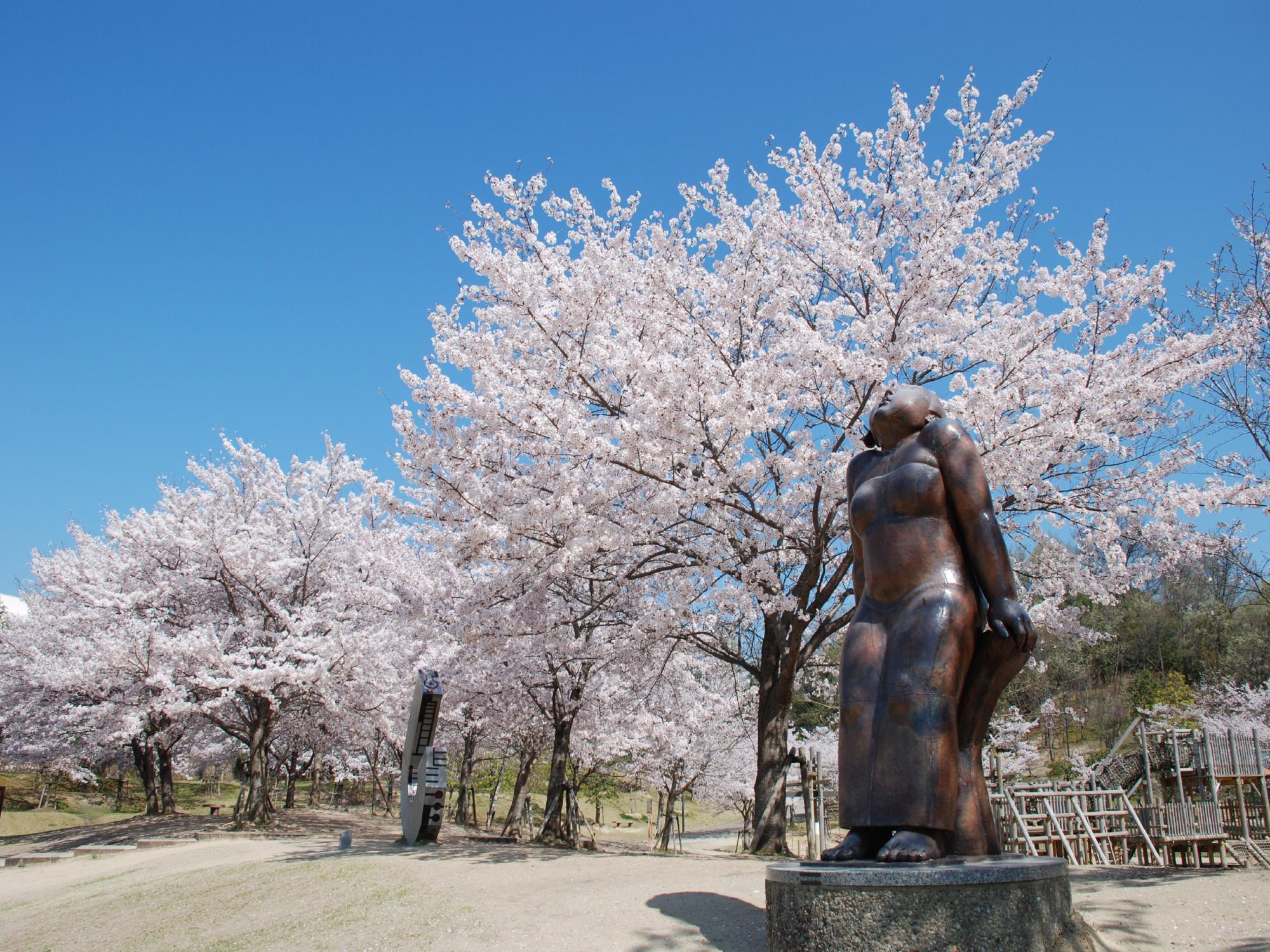 桜の芝生広場の画像