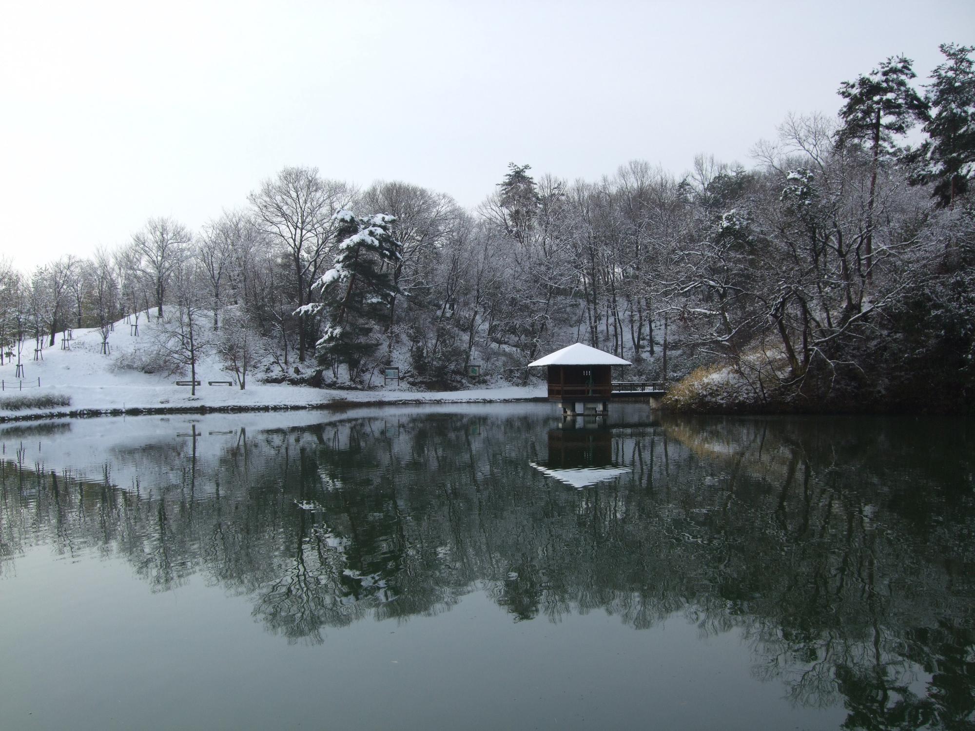 冬の池の画像