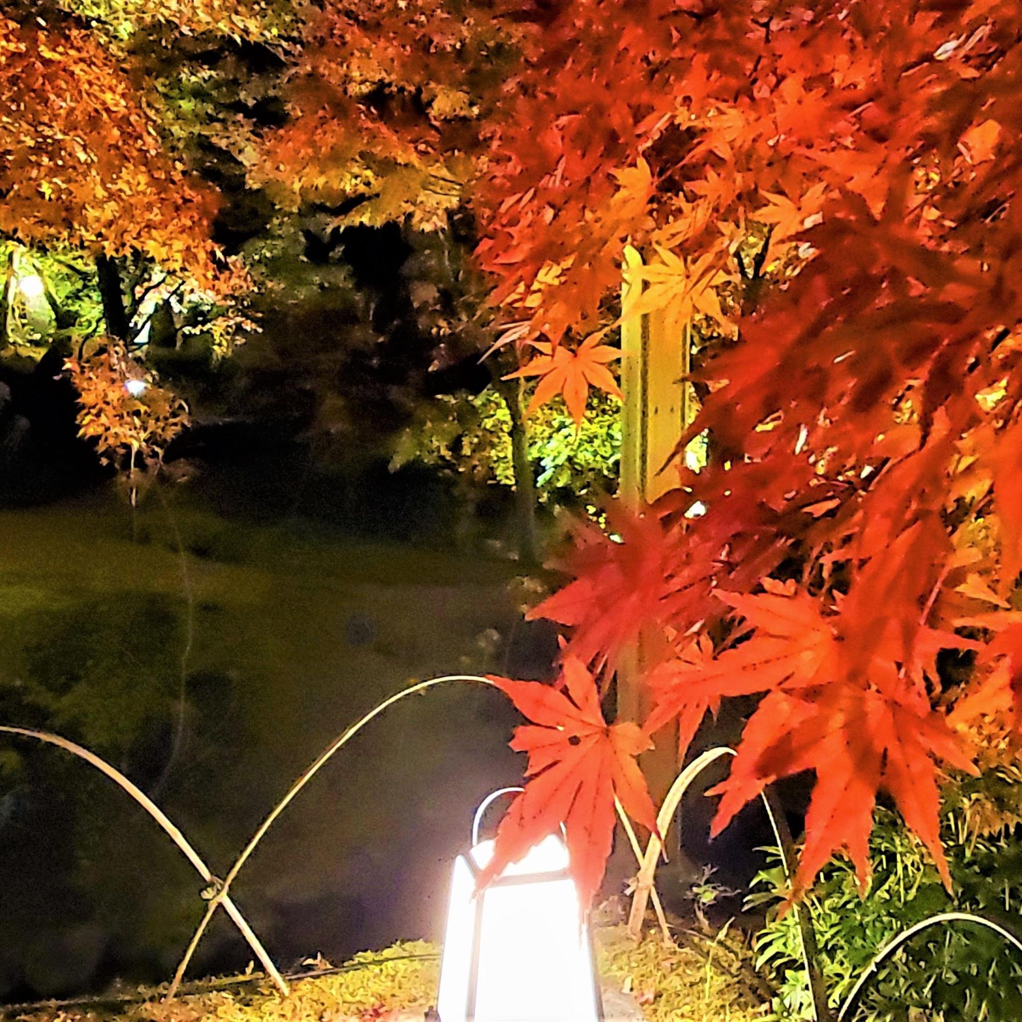 【11月3日～26日】水景園特別夜間開放 紅葉ライトアップ・3日無料開放