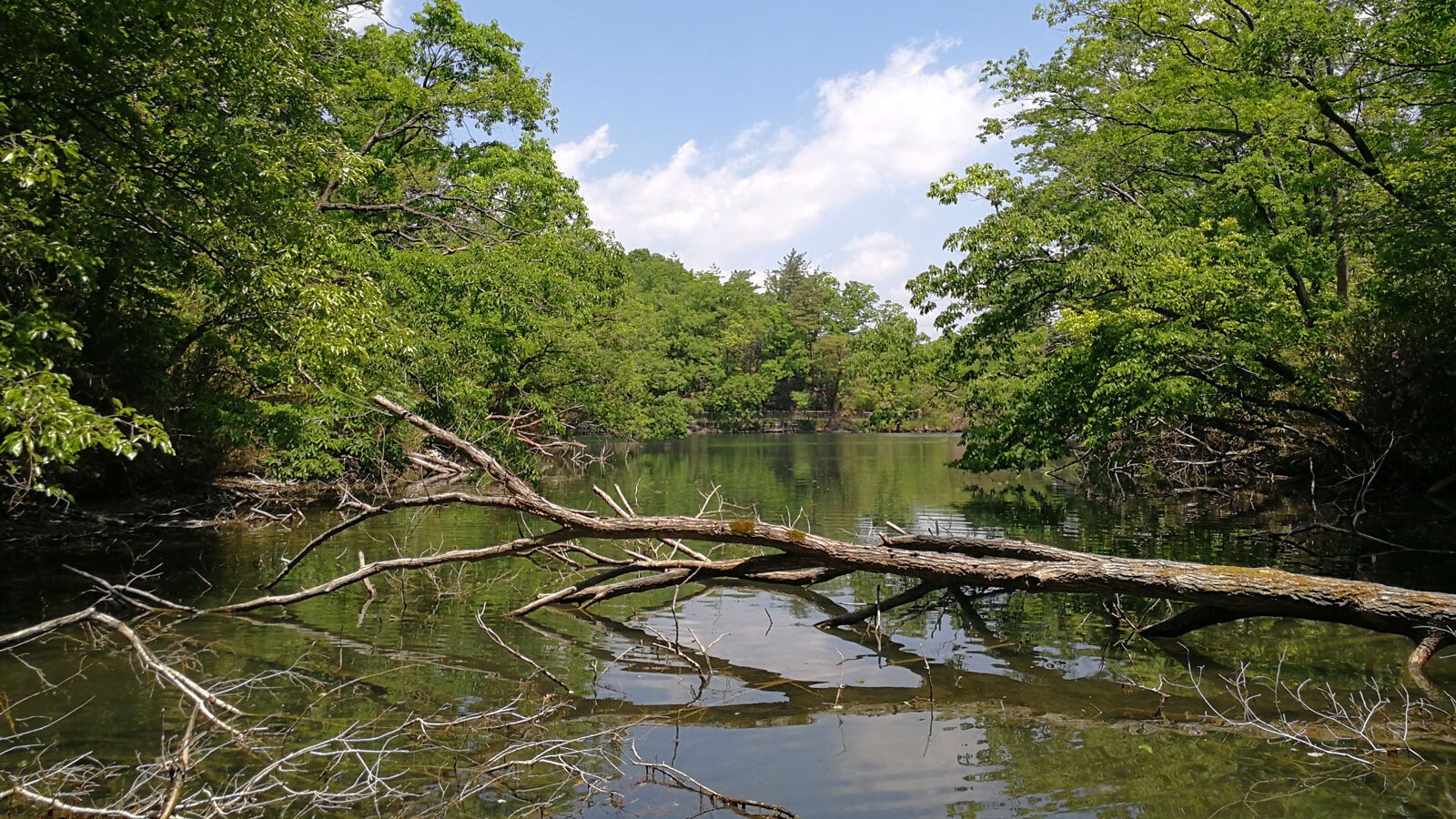 開園30周年記念特別講演会「京阪奈丘陵の自然―地質と植物を中心にー」