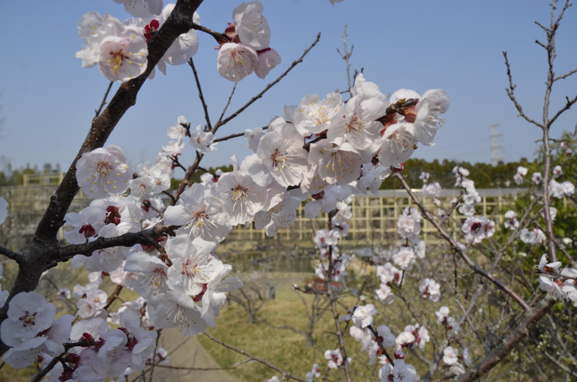 けいはんな記念公園の桜と観月橋