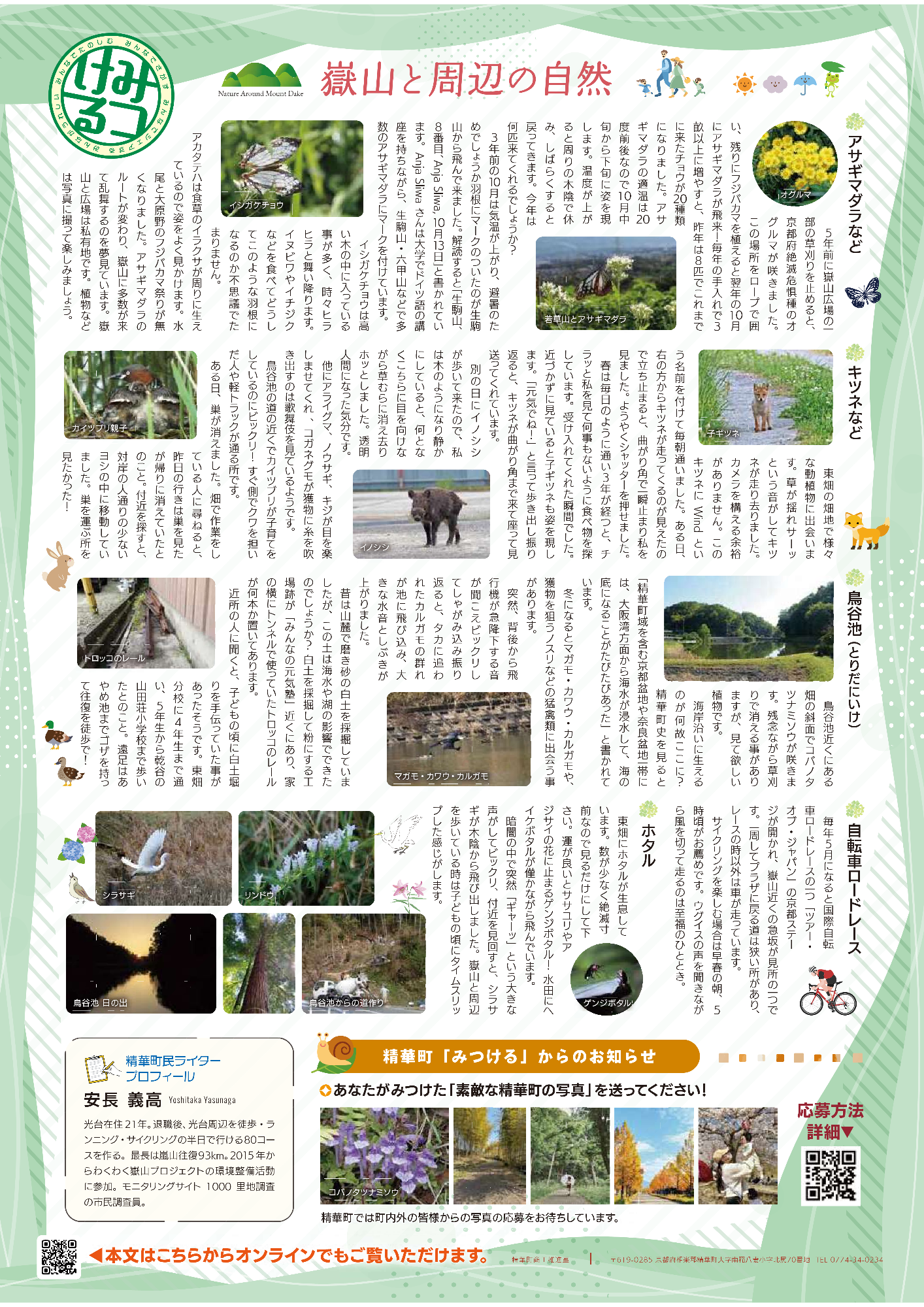 みつける、みんなでさがすみんなでシェアするみんながうれしいみんなでたのしむ。嶽山と周辺の自然。アサギマダラなど 5年前に嶽山広場の一部の草刈りを止めると、京都府準絶滅危惧種のオグルマが咲きました 。この場所をロープで囲い、残りにフジバカマを植えると翌年の10月にアサギマダラが飛来！ 毎年の手入れで3畝以上に増やすと、昨年は8匹でこれまでに来たチョウが20種類になりました 。アサギマダラの適温は20℃前後なので10月中旬から下旬に姿を現します 。温度が上がると周りの木陰で休み、しばらくすると戻ってきます 。今年は何匹来てくれるでしょうか？   3年前の10月は気温が上がり、避暑のためでしょうか羽根にマークのついたのが生駒山から飛んで来ました 。解読すると「生駒山、8番目、Anja Sliwa ,10月13日」と書かれています 。Anja Sliwaさんは大学でドイツ語の講座を持ちながら、生駒山・六甲山などで多数のアサギマダラにマークを付けています 。  イシガケチョウは高い木の中に入っている事が多く、時々ヒラヒラと舞い降ります 。イヌビワやイチジクなどを食べてどうしてこのような羽根になるのか不思議でたまりません 。アカタテハは食草のイラクサが周りに生えているので姿をよく見かけます 。水尾と大原野のフジバカマ祭りが無くなりました 。アサギマダラのルートが変わり、嶽山に多数が来て乱舞するのを夢見ています 。嶽山と広場は私有地です 。植物などは写真に撮って楽しみましょう 。オグルマの写真、若草山とアサギマダラの写真、イシガケチョウの写真、カイツブリ親子の写真、キツネなど 東畑の畑地で様々な動植物に出会います 。草が揺れサーッという音がしてキツネが走り去りました 。カメラを構える余裕がありません 。このキツネにWindという名前を付けて毎朝通いました 。ある日、右の方からキツネが走ってくるのが見えたので立ち止まると、曲がり角で一瞬止まり私を見ました 。ようやくシャッターを押せました 。春は毎日のように通い3年が経つと、チラッと私を見て何事もないように食べ物を探しています 。受け入れてくれた瞬間でした 。近づかずに見ていると子ギツネも姿を現します 。「元気でね！」と言って歩き出し振り返ると、キツネが曲がり角まで来て座って見送ってくれています 。  別の日にイノシシが歩いて来たので、私は木のようになり静かにしていると、何となくこちらに目を向けながら草むらに消え去りホッとしました 。透明人間になった気分です 。  他にアライグマ、ノウサギ、キジが目を楽しませてくれ 、コガネグモが獲物に糸を吹き出すのは歌舞伎を見ているようです 。  鳥谷池の道の近くでカイツブリが子育てをしているのにビックリ！ すぐ側でクワを担いだ人や軽トラックが通る所です 。ある日、巣が消えました 。畑で作業をしている人に尋ねると、昨日の行きは巣を見たが帰りに消えていたとのこと 。付近を探すと、対岸の人通りの少ないヨシの中に移動していました 。巣を運ぶ所を見たかった！子ギツネの写真、イノシシの写真、鳥谷池（とりだにいけ） 鳥谷池近くにある畑の斜面でコバノタツナミソウが咲きます 。残念ながら草刈りで消える事がありますが、見て欲しい植物です 。海岸沿いに生えるのが何故ここに？ 精華町史を見ると「精華町域を含む京都盆地や奈良盆地一帯には、大阪湾方面から海水も浸水して、海の底になることがたびたびあった」と書かれています 。  冬になるとマガモ・カワウ・カルガモや、獲物を狙うノスリなどの猛禽類に出会う事があります 。突然、背後から飛行機が急降下する音が聞こえビックリしてしゃがみ込み振り返ると、タカに追われたカルガモの群れが池に飛び込み、大きな水音としぶきが上がりました 。  昔は山麓で磨き砂の白土を採掘していましたが、この土は海水や湖の影響でできたのでしょうか？ 白土を採掘して粉にする工場跡が「みんなの元気塾」近くにあり、家の横にトンネルで使っていたトロッコのレールが何本か置いてあります 。近所の人に聞くと、子どもの頃に白土堀りを手伝っていた事があったそうです 。東畑分校に4年生まで通い、5年生から乾谷の山田荘小学校まで歩いたとのこと 。遠足はあやめ池までゴザを持って往復を徒歩で！鳥谷池の写真、マガモ・カワウ・カルガモの写真、トロッコのレールの写真、自転車ロードレース 毎年5月になると国際自転車ロードレースの一つ「ツアー・オブ・ジャパン」の京都ステージが開かれ、嶽山近くの急坂が見所の一つです 。一周してプラザに戻る道は狭い所があり、レースの時以外は車が走っています 。サイクリングを楽しむ場合は早春の朝、5時頃がお薦めです 。ウグイスの声を聞きながら風を切って走るのは至福のひととき 。ホタル 東畑にホタルが生息しています 。数が少なく絶滅寸前なので見るだけにして下さい 。運が良いとササユリやアジサイの花に止まるゲンジボタル！ 水田にヘイケボタルが僅かながら飛んでいます 。  暗闇の中で突然「ギャーッ」という大きな声がしてビックリ、付近を見回すと、シラサギが木陰から飛び出しました 。嶽山と周辺を歩いている時は子どもの頃にタイムスリップした感じがします 。ゲンジボタルの写真、リンドウの写真、シラサギの写真、鳥谷池からの道作りの写真、鳥谷池の日の出の写真、精華町「みつける」からのお知らせ、あなたがみつけた「素敵な精華町の写真」を送ってください！応募方法詳細、コバノタツナミソウの写真、竹林の写真、林道の中央に傘を差した子どもの写真、メタセコイア並木の写真、桜を背景に赤ちゃんを高い高いする女性の写真、精華町では町内外の皆様からの写真の応募をお待ちしています。精華町民ライタープロフィール、安長義高Yoshitaka Yasunaga、光台在住21年。退職後、光台周辺を徒歩・ランニング・サイクリングの半日で行ける80コースを作る。最長は嵐山往復93km。2015年からわくわく嶽山プロジェクトの環境整備活動に参加。モニタリングサイト1000里地調査の市民調査員。本文はこちらのからオンラインでもご覧いただけます。精華町商工推進室、郵便番号：619-0285京都府相楽郡精華町大字南稲八妻北尻70番地、電話番号0774-34-0234