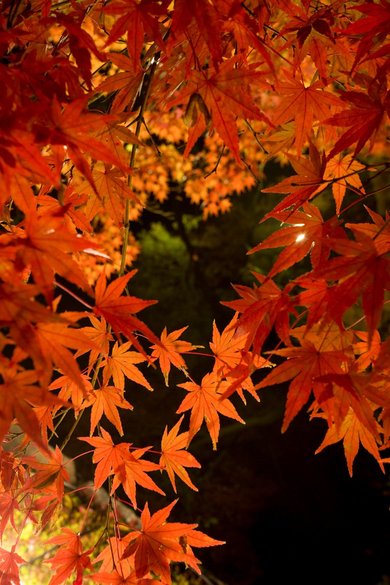 紅葉ライトアップ